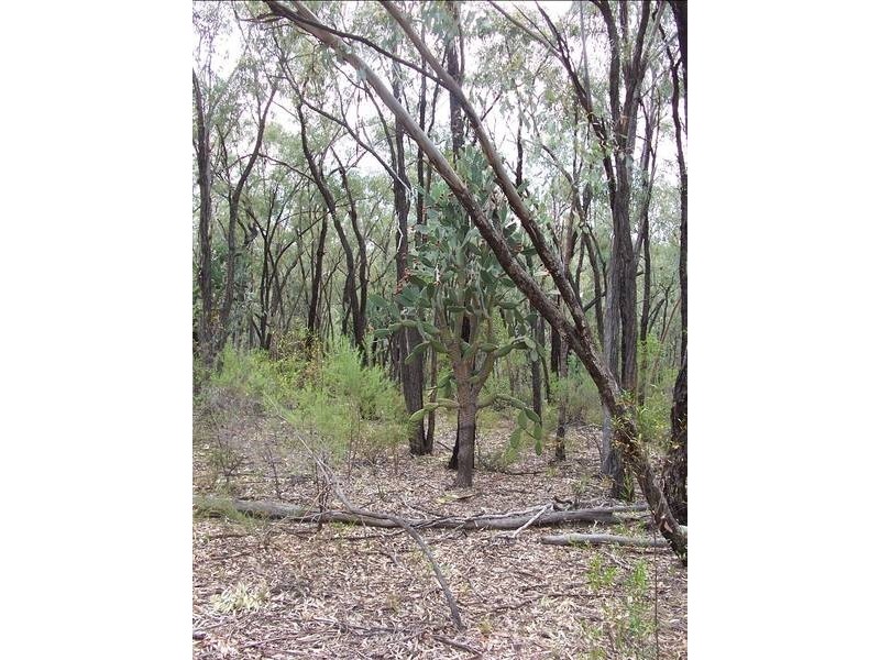 Rayners Road, Warroo QLD 4387