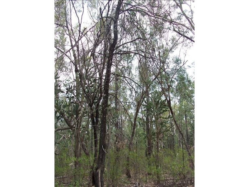 Rayners Road, Warroo QLD 4387
