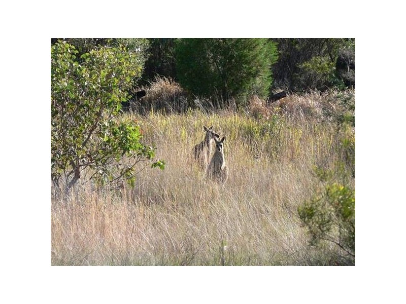 162 Sonego Lane, Stanthorpe QLD 4380