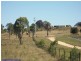 Lot 14 Lochiel Road, Dalveen QLD 4374
