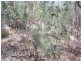 197 Pyramids Road, Stanthorpe QLD 4380