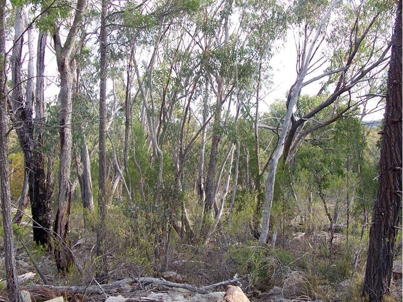 191 Yarrabee Lane, Stanthorpe QLD 4380