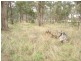 Lot 7, 4184 Pyrenees Highway, Flagstaff VIC 3465