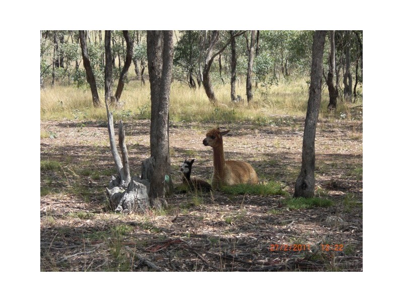 ALLOT 28B SEC 7B PARISH OF BET BET, Bet Bet VIC 3472