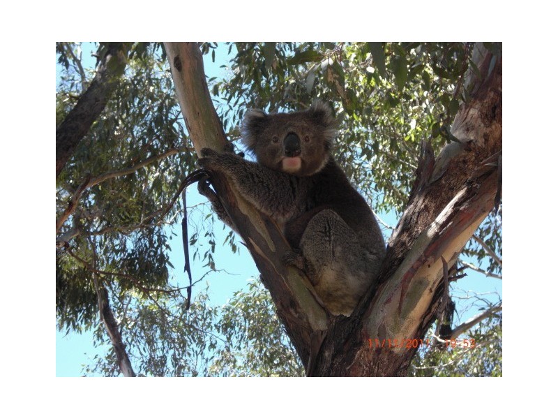 ALLOT 28B SEC 7B PARISH OF BET BET, Bet Bet VIC 3472