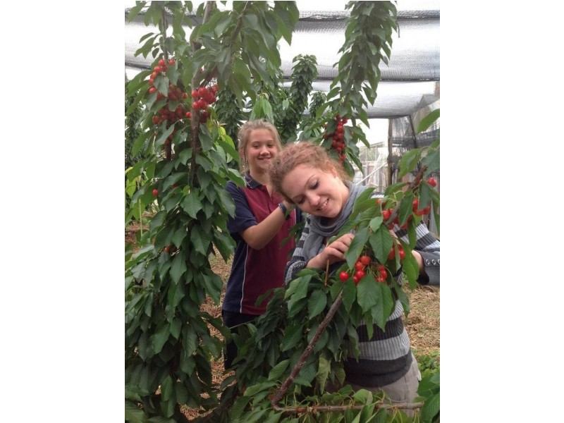 6 Annesly Street, Carisbrook VIC 3464