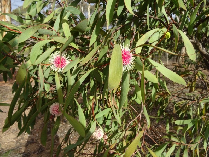 47 Dillon Court, ALMA, Maryborough VIC 3465