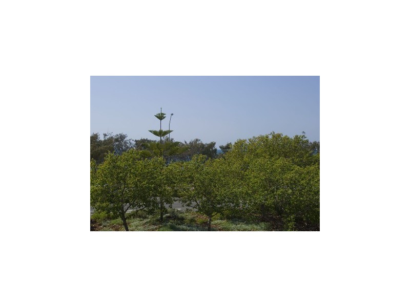 206/98 Aleutian at Seaforth, Alexandra Parade, Alexandra Headland QLD 4572