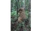 345 Old Bruce Highway,, Tanawha QLD 4556