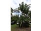 345 Old Bruce Highway,, Tanawha QLD 4556