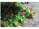 345 Old Bruce Highway,, Tanawha QLD 4556