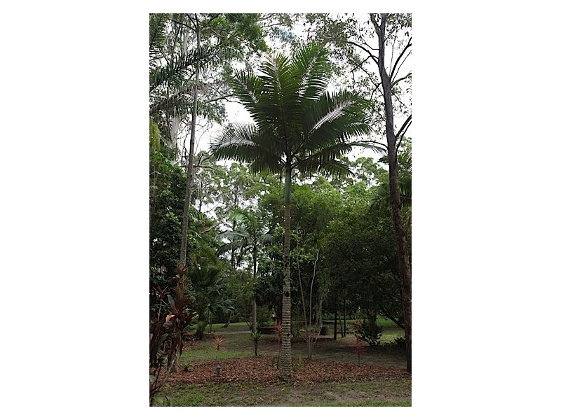 345 Old Bruce Highway,, Tanawha QLD 4556