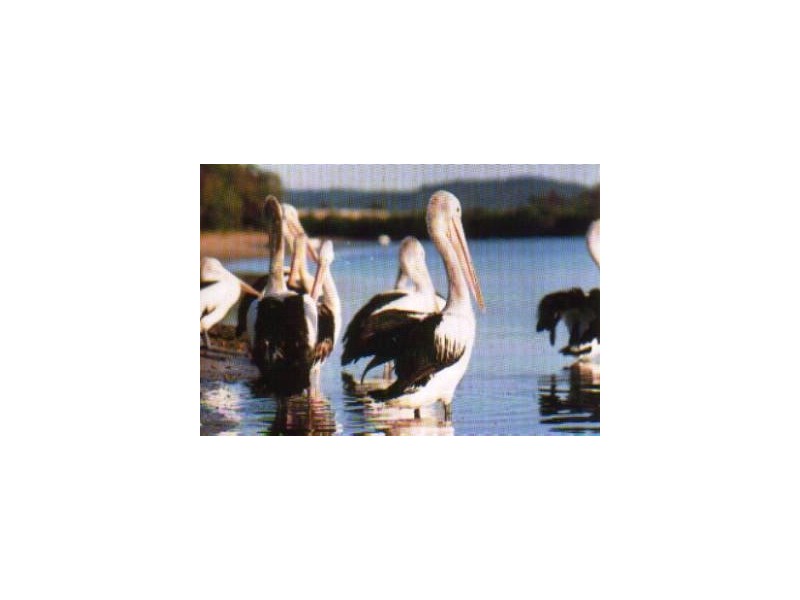 3/289 Pelican Quays, Bradman Avenue, Maroochydore QLD 4558