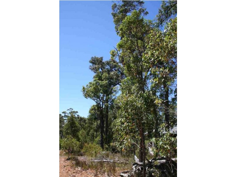 Lot 82 Holly Place, Cowaramup WA 6284