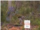 18 (L 309) Wandoo Place, Cowaramup WA 6284