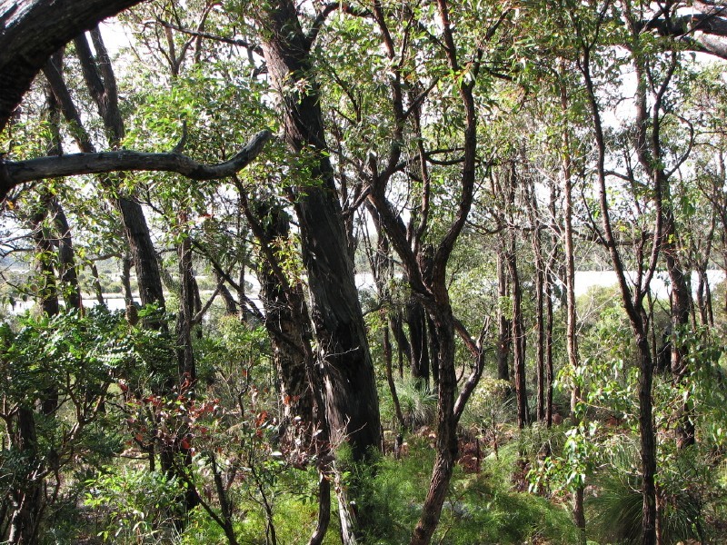 36 Sabina Drive, Molloy Island WA 6290