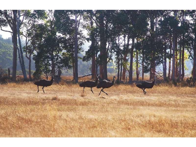 1 Barrett Road, Rosa Brook WA 6285