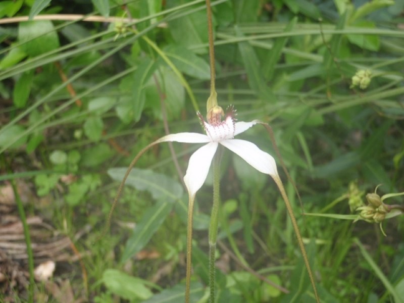 Lot 105, 61 Orchid Ramble, Margaret River WA 6285