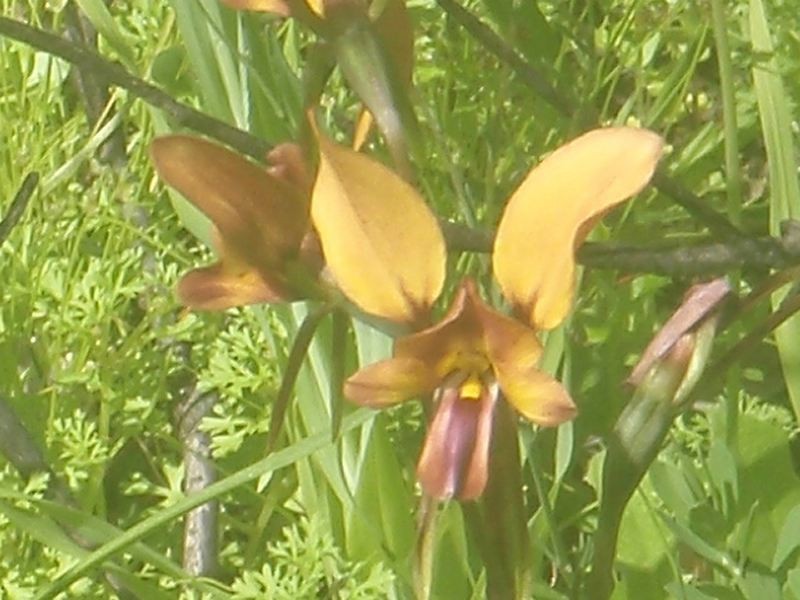 Lot 105, 61 Orchid Ramble, Margaret River WA 6285