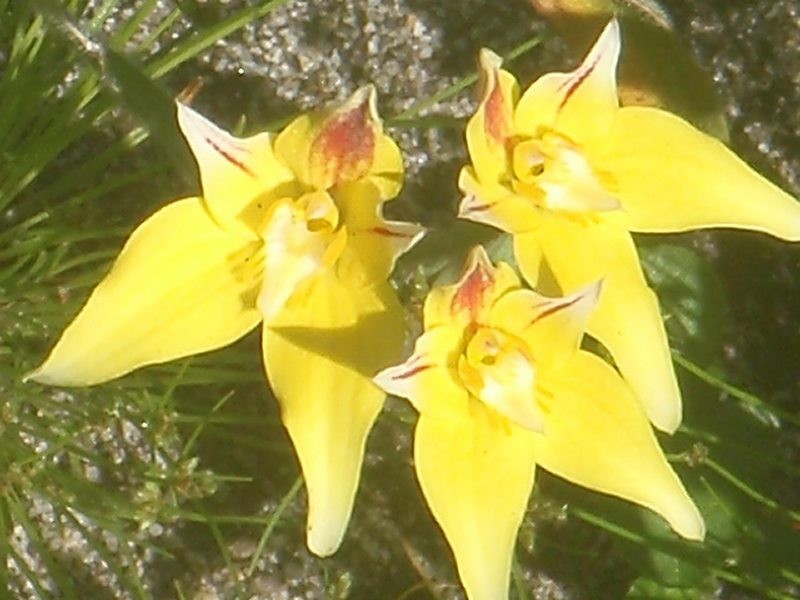 Lot 105, 61 Orchid Ramble, Margaret River WA 6285