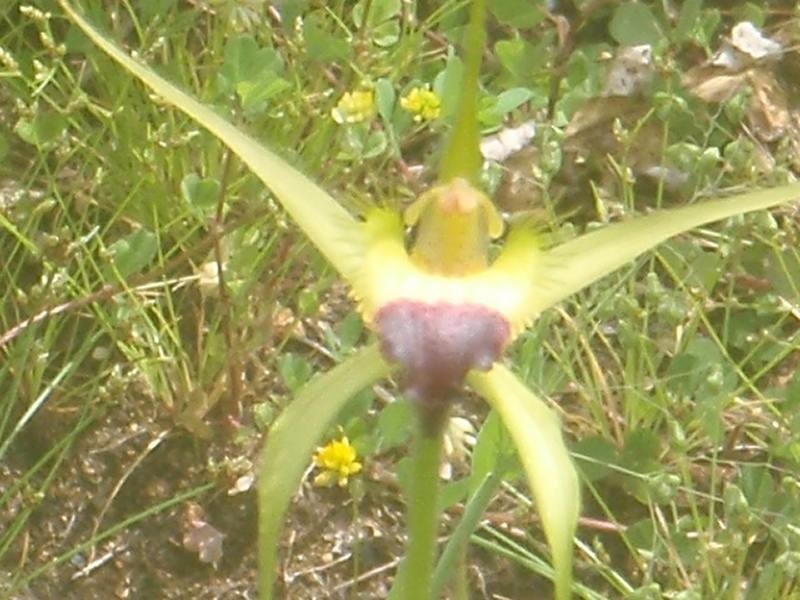 Lot 105, 61 Orchid Ramble, Margaret River WA 6285