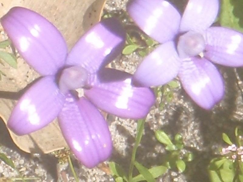 Lot 105, 61 Orchid Ramble, Margaret River WA 6285