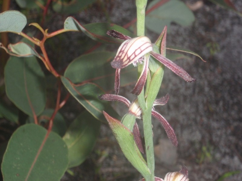 Lot 105, 61 Orchid Ramble, Margaret River WA 6285