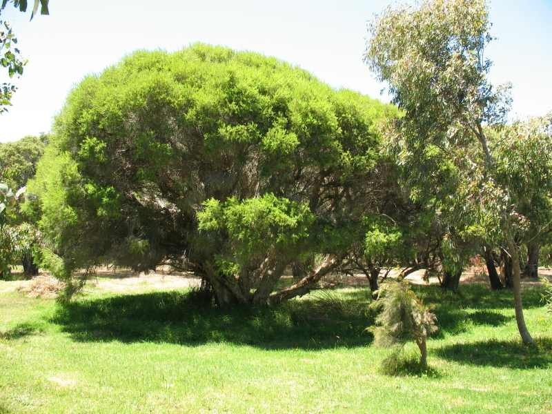 38 Matthews Road, Augusta WA 6290