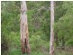 Lot 425 Beech Drive, Margaret River WA 6285