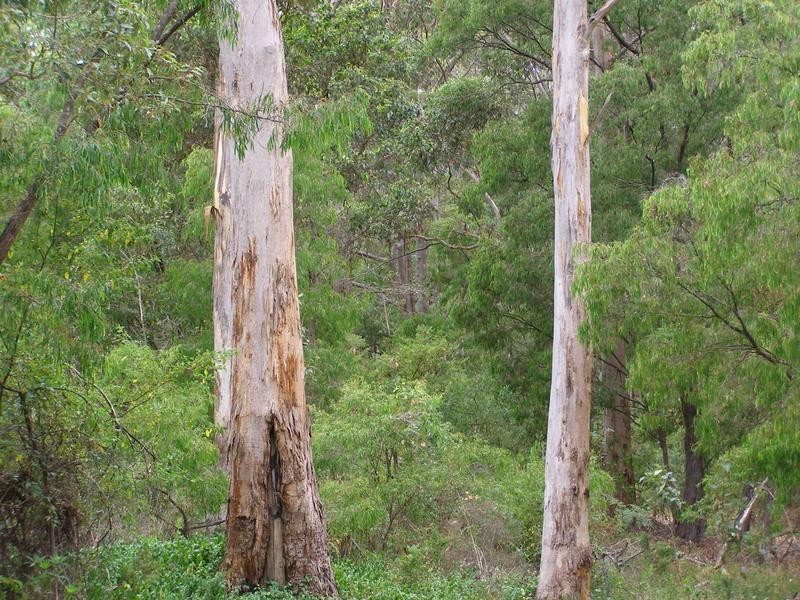 Lot 425 Beech Drive, Margaret River WA 6285