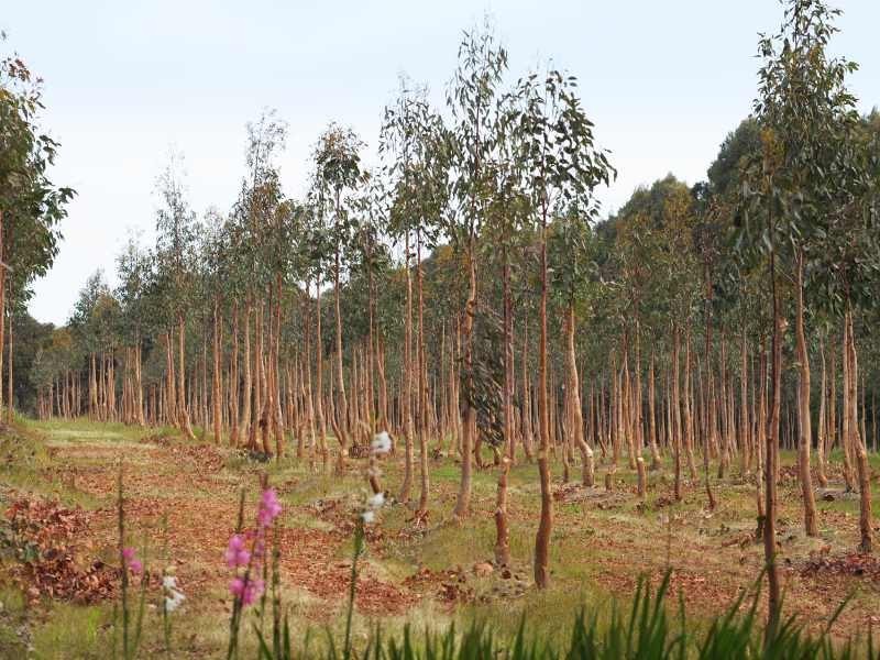 . Bramley River Road, Margaret River WA 6285