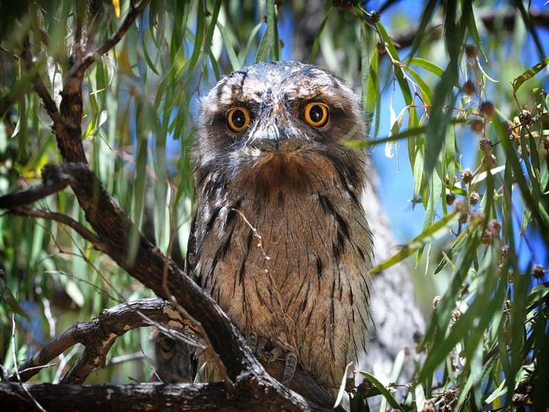 9 Sanctuary Circle, Cowaramup WA 6284