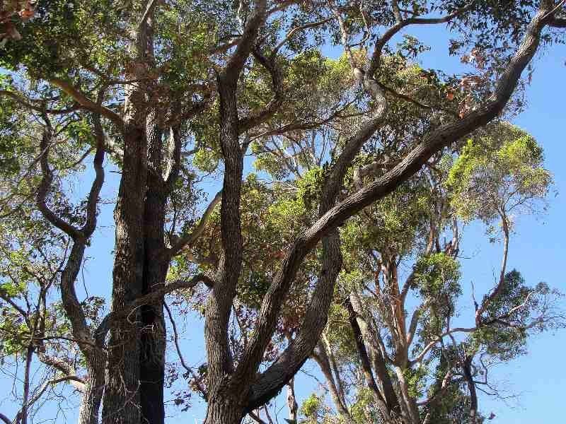 Lot 520 Goodwine Way, Cowaramup WA 6284