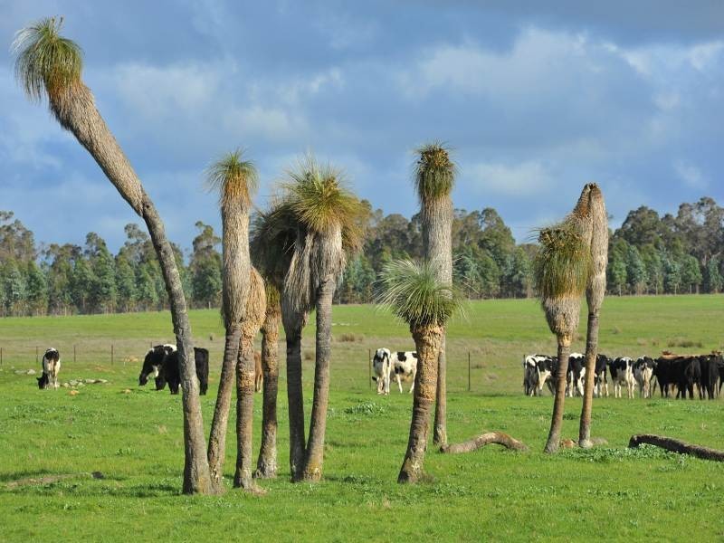 120 Darnell Road, Rosa Brook WA 6285