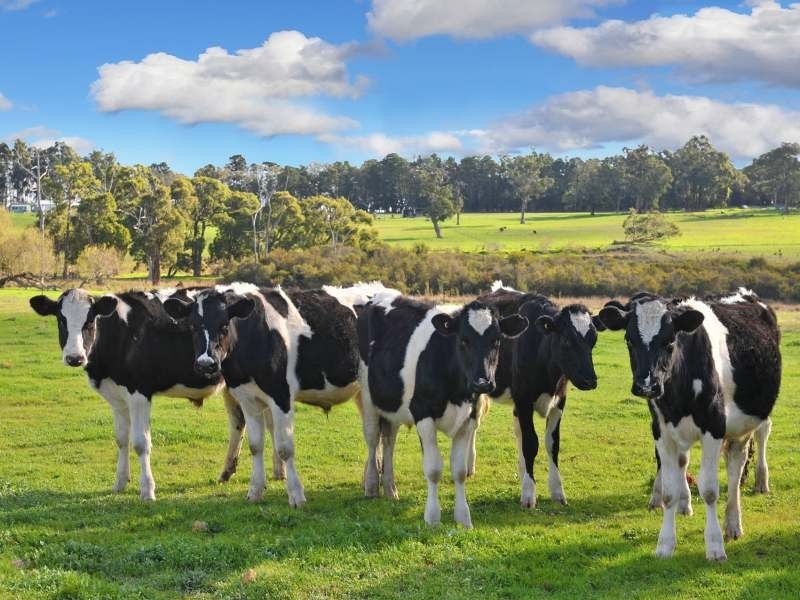 120 Darnell Road, Rosa Brook WA 6285