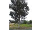 6 Tea Tree Link, Margaret River WA 6285
