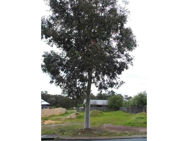 6 Tea Tree Link, Margaret River WA 6285