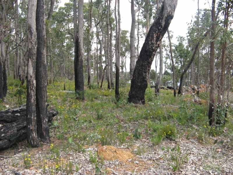 Lot (313), 17 Wandoo Place, Cowaramup WA 6284