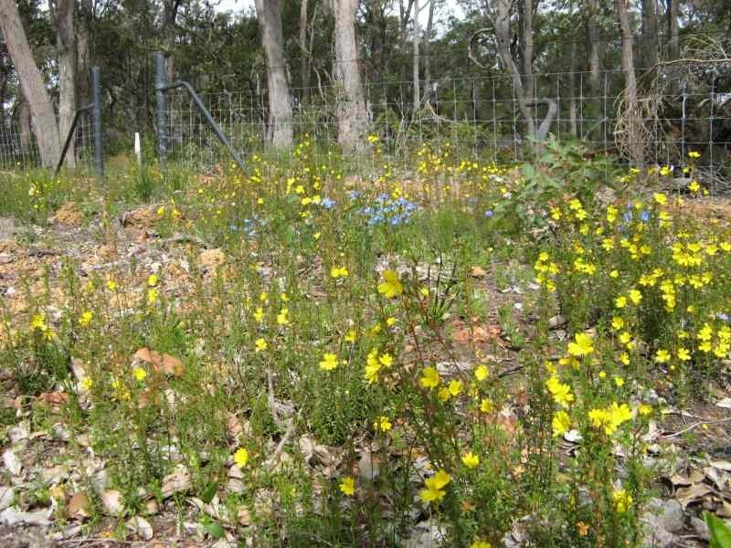 Lot (313), 17 Wandoo Place, Cowaramup WA 6284