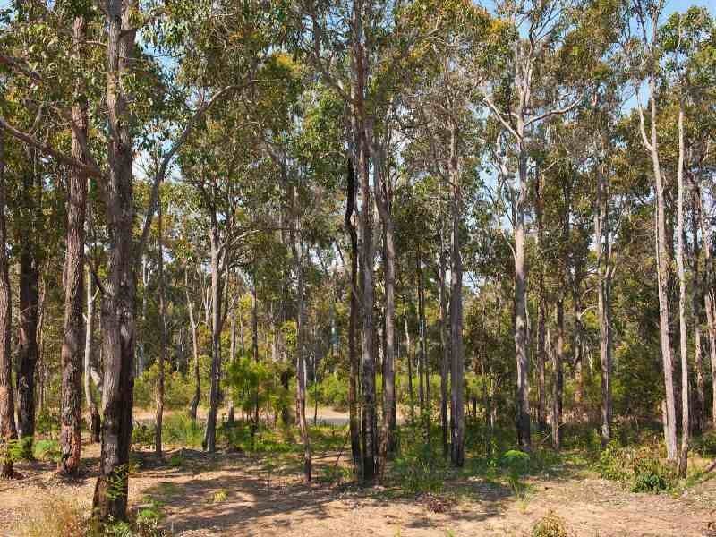 20 Riverslea Drive, Margaret River WA 6285