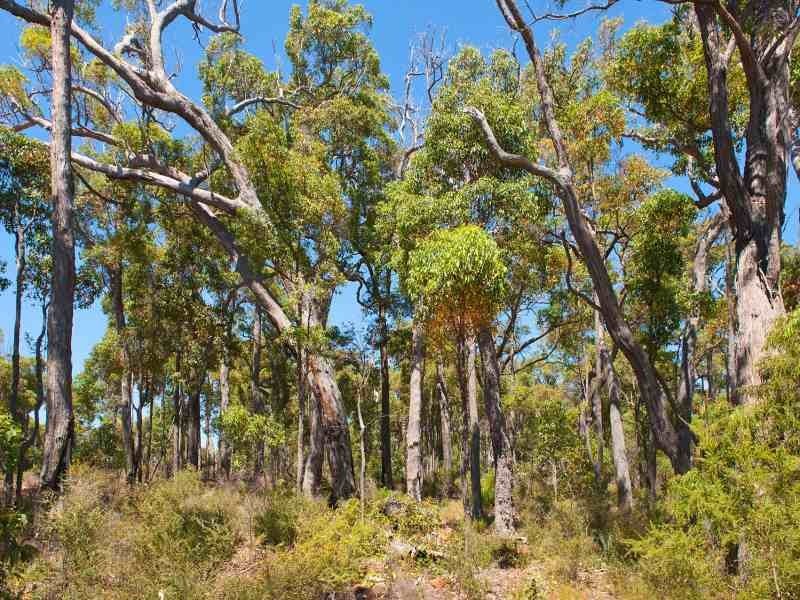 Lot 62, 20 Timber Court, Cowaramup WA 6284