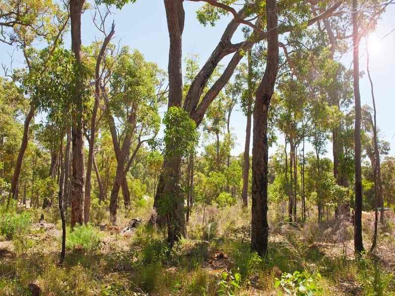 Lot 62, 20 Timber Court, Cowaramup WA 6284