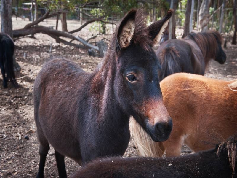 204 Gibb Road, Metricup WA 6280