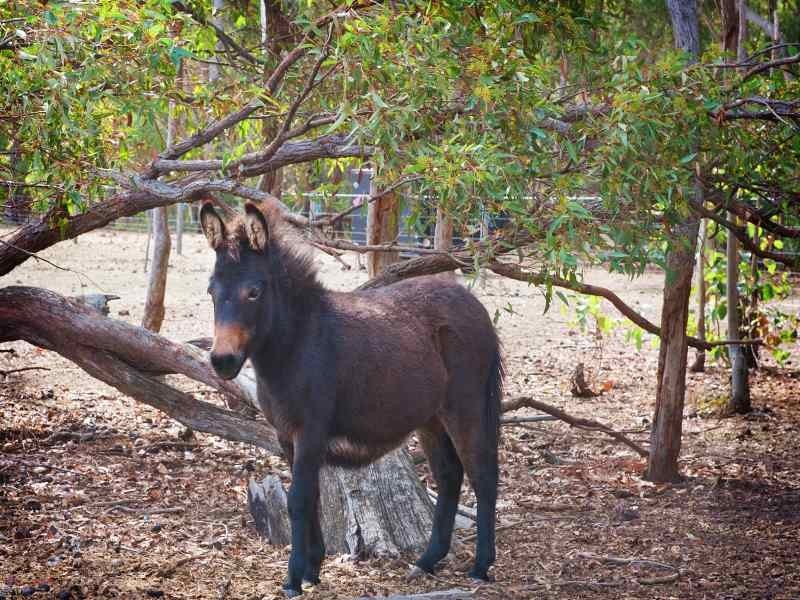 204 Gibb Road, Metricup WA 6280