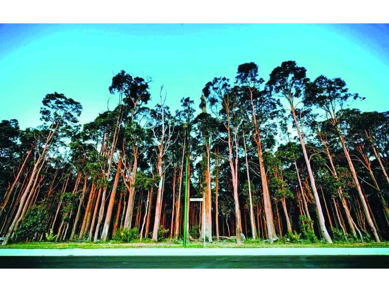 Lot 454,  Hibbertia Terrace, Margaret River WA 6285