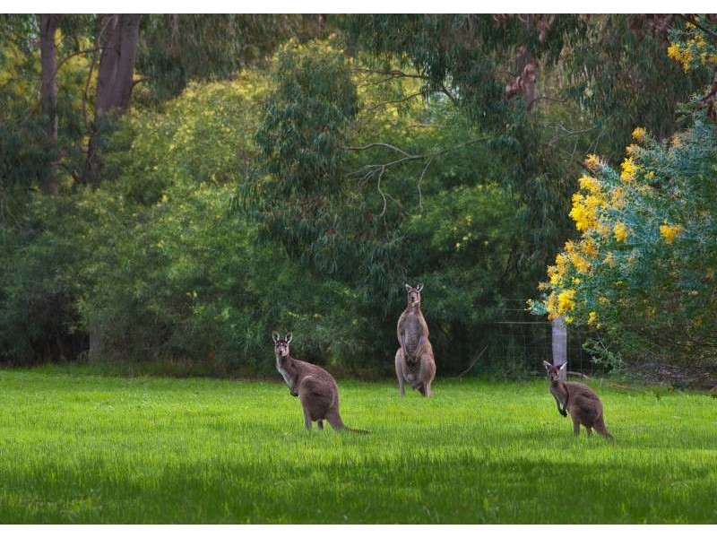 12 Agonis Close, Margaret River WA 6285