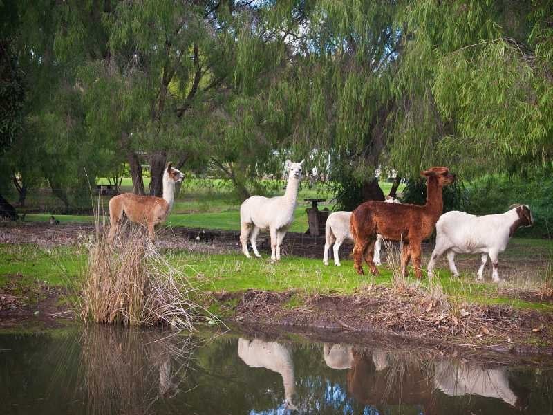 85 Sheridan Road, Margaret River WA 6285