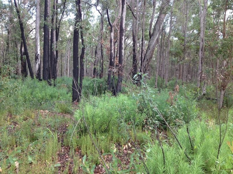 Lot 40, 26 Tinglewood Court, Cowaramup WA 6284