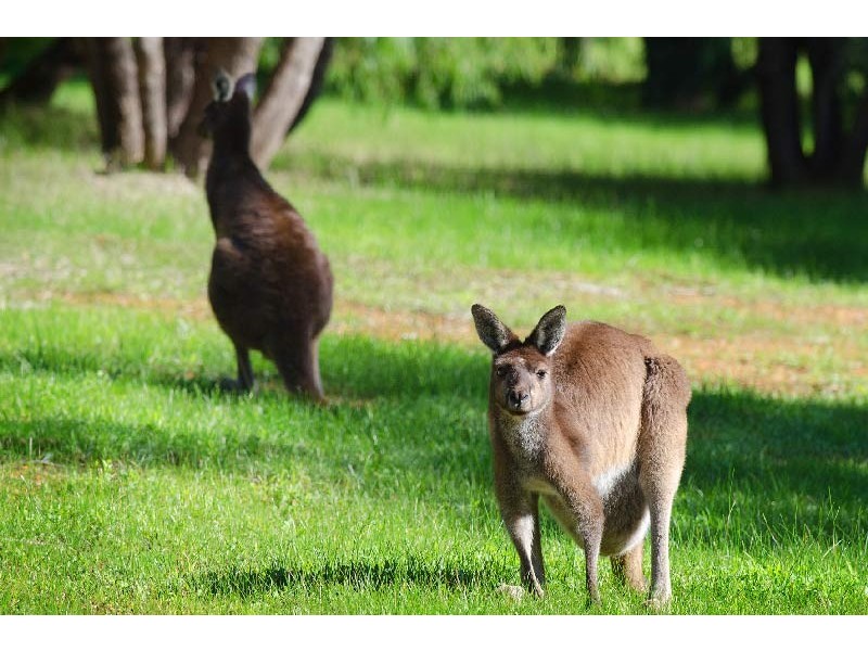 168 Kevill Road East, Margaret River WA 6285