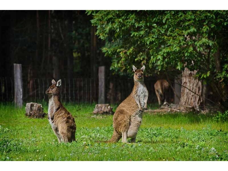 Lot 1022 Ridgeview Close, Margaret River WA 6285